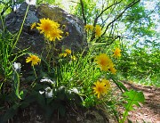 58 Scorzonera humilis- Scorzonera minore sul sentiero per il Monte Zucco